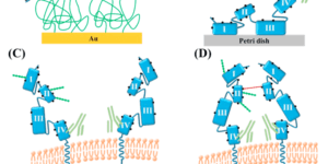 Native vs Recombinant HER2