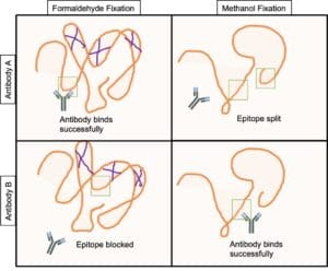 Toggle Effect Fixation Application Note 149: The Effect of Cell Fixation on Binding ...