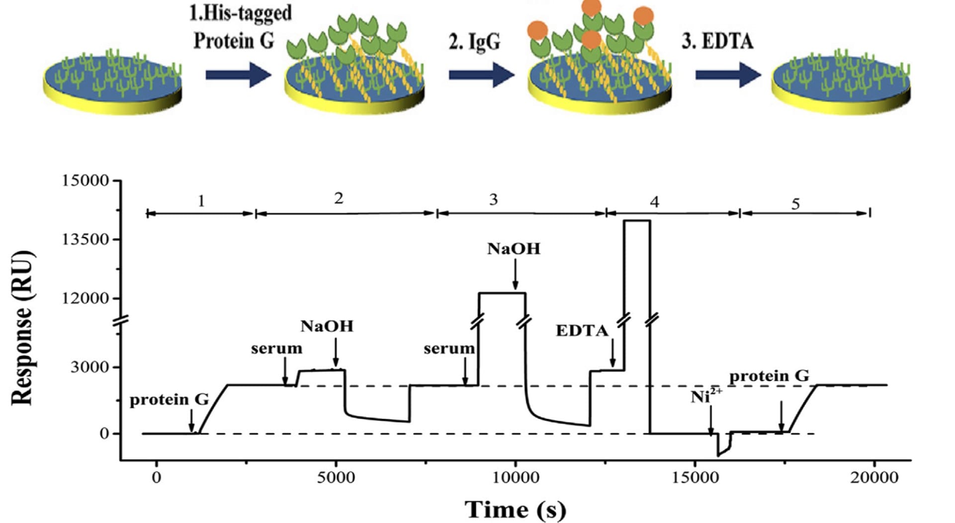 Application Note 155: Rapid Determination Of Igg In Sera Using Bi-4500a 