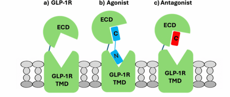 An In-Depth Look at Peptide Binding to GLP-1 Using SPRm with Mayo Clinic