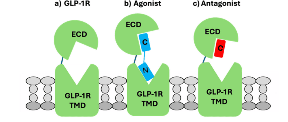 An In-Depth Look at Peptide Pinding to GLP-1 Using SPRm with Mayo Clinic